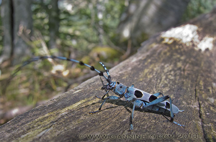 Rosalia alpina